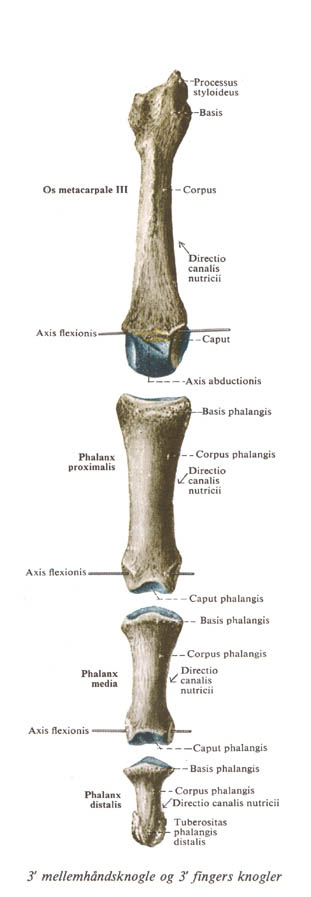 digitus