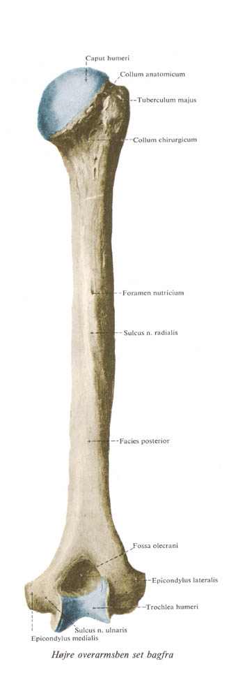 humerus2