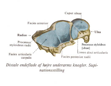 radiusulna4