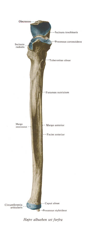ulna1