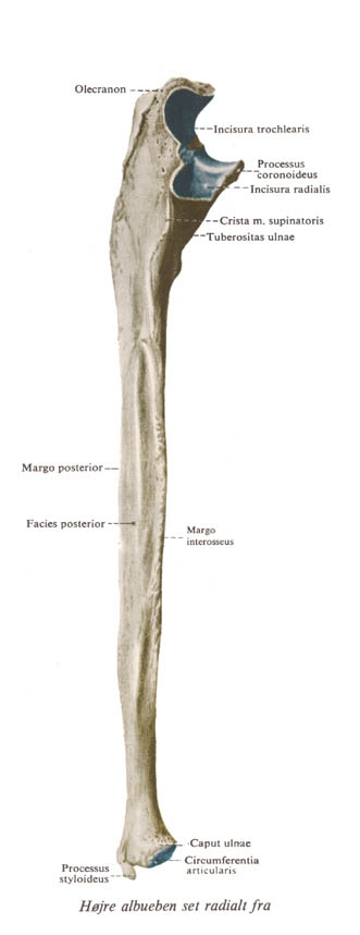 ulna2