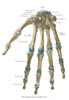 carpus1