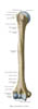humerus1
