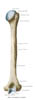 humerus2