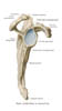 scapula