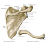 scapulaclavicula1