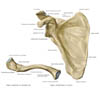 scapulaclavicula2
