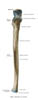 ulna1