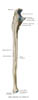ulna2